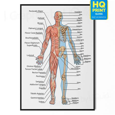 Muscular System Human Chart Muscle Anatomy Chart Body Educational