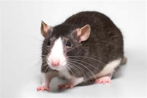Pet Rat Life Expectancy Learn About Nature