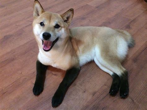 ɕiba inɯ) is a breed of hunting dog from japan. Shiba Inu - Puppies, Rescue, Pictures, Information ...