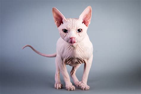 Sphynx Canadian Hairless Kitten On Grey Background Studio Photo Stock