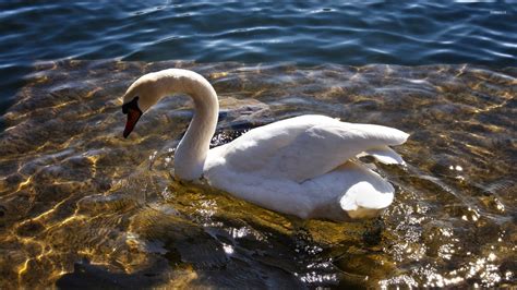 Swan On The Clear Lake Wallpaper Animal Wallpapers 54054