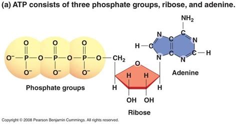 The high energy phosphate bonds breaks to form adp and amp. What is the function of ATP? - Quora