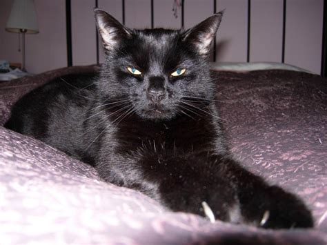 Sweep 3 Year Old Male Black Domestic Short Haired Cat For Adoption