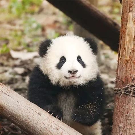 Menglan Panda Plush 5 Months 100 Handmade Realistic Panda Plush