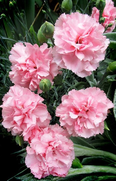 Carnations Pink Flowers Free Photo On Pixabay