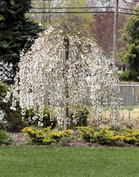 20 Snow Fountain Weeping Cherry Tree Seeds Perennial Seeds