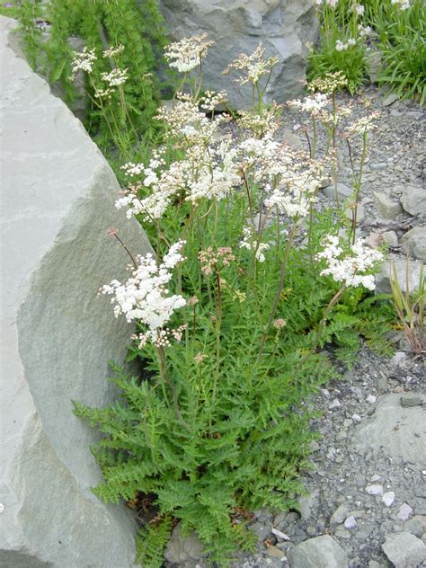 Filipendula Vulgaris Tužebník Obecný Arboretum Paseka Makču Pikču