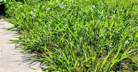 Controlling Crabgrass In Lawns Turf Pro Inc