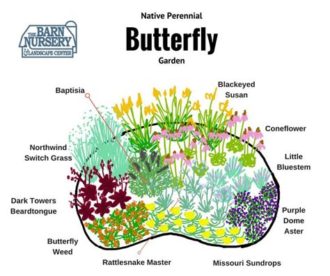 Plant This A Native Perennial Butterfly Gardening Design In 2020
