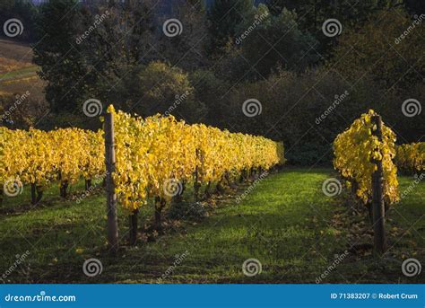 Autumn Vineyards Willamette Valley Oregon Stock Image Image Of