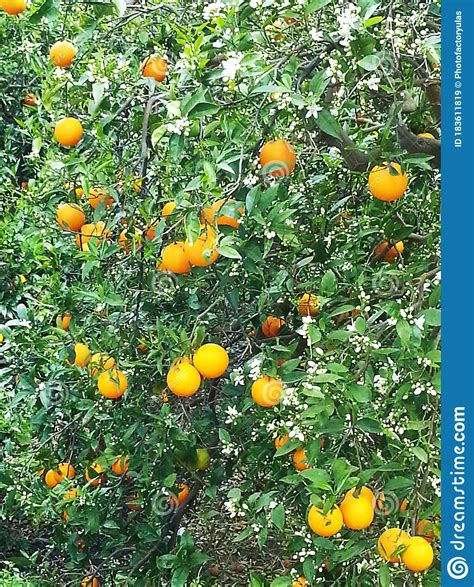 Orange tree flowers but no fruit. Orange Tree With White Flowers And Orange Fruit Under The ...