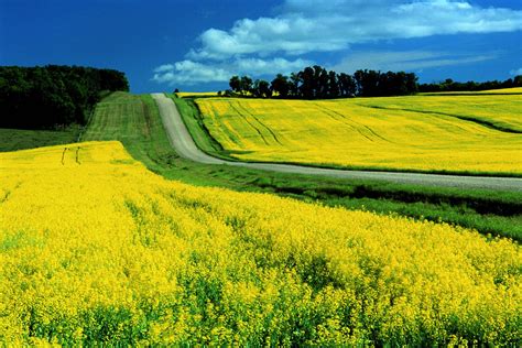 It's great to use when you don't want to add extra taste to a dish, or you want to cook something on high heat. Farming Smarter| New Crop Canola Price Alternatives ...