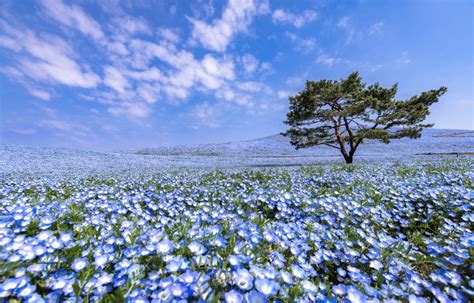 Enjoy Hitachi Seaside Park From Home All About Japan