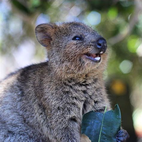 Quokkas Are The Happiest Animals In The World | Happy animals, Quokka