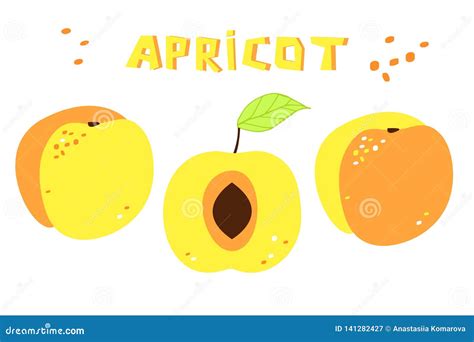 Collection Of Drawing Of Apricots Two Whole Fruit And One Sliced
