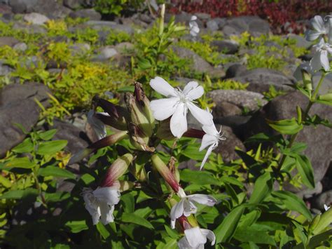 Saponaria Officinalis Common Soapwort Go Botany