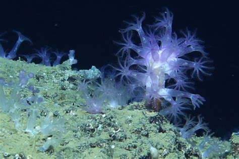 Completing Coral Imaging Schmidt Ocean Institute