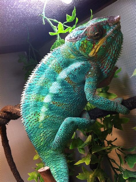 Not all chameleons are alike, all have different needs & requirements that have to be taken into consideration by the owner before purchase. Panther Chameleon Facts, Habitat, Diet, Life Cycle, Baby ...