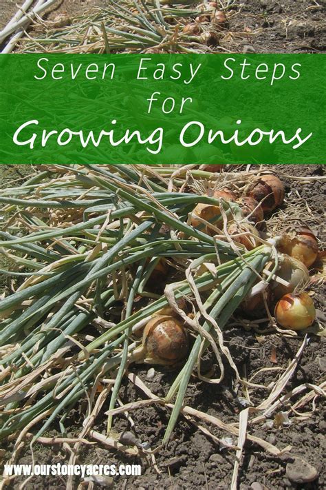Growing Onions - Seven Easy Steps - Our Stoney Acres | Growing onions, Growing vegetables, Onion