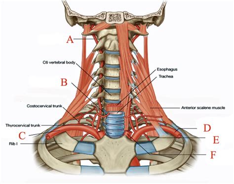 Anatomy Neck Subclavian Artery Diagram Quizlet