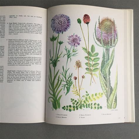 Illustrated Book Of Wild Flowers