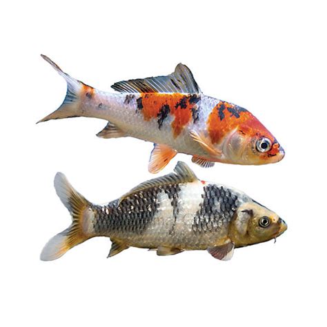 Koi Fish Goldfish Betta And More Petsmart