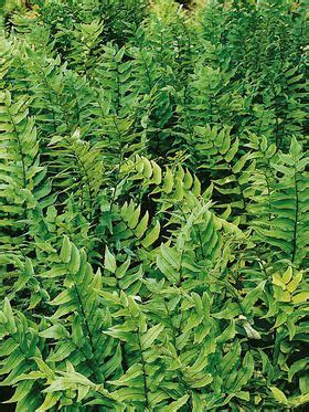 If you want to maintain the color integrity of a particular clump, be sure to remove the developing seed to keep them from sprouting around your parent plant. Fern Fortune's Cold Hardy Holly -- Bluestone Perennials ...