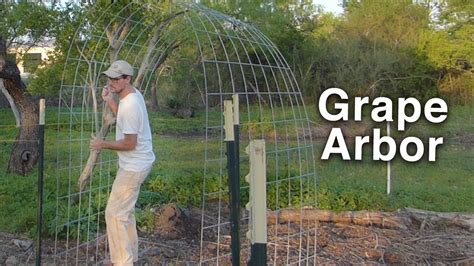 Building the Grape Arbor Trellis - Cattle Panels and T-posts 