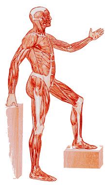 Free Anatomy Quiz - Muscles of the Torso, Origins and Insertions Quiz 3