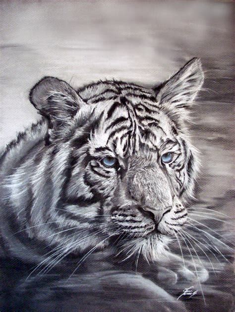White Tiger Tigers Fan Art 31737992 Fanpop