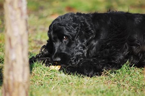 It primarily appears in the presence of food during puppyhood, puppies will often pick up items like shoes or other things that may be valuable to. Resource Guarding in Dogs: Definition, Signs, and Solutions