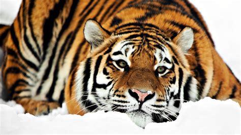 Wallpaper Proslut Amazing Wallpapers Of Tigers