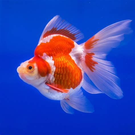 Ryukin Goldfish Goldfish Care Ryukin Goldfish Food