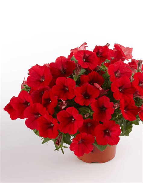 Surfinia® Deep Red The No1 Petunia Brand Colors Your City