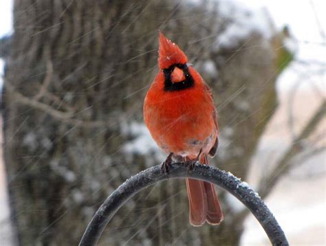 Bird In Everything Red Bird Cardinal