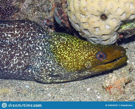 An Undulated Moray Eel Gymnothorax Undulatus In The Red Sea Stock Image