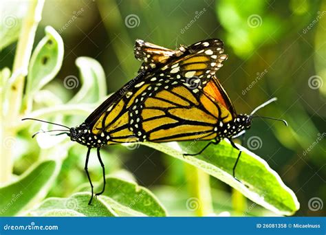 Two Monarch Butterflies Stock Photo Image Of Orange 26081358