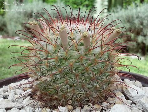⚠️ en el vídeo de. Mammillaria bombycina / Cactus sin fronteras / Manuel ...