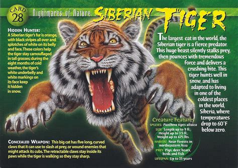 Siberian Tiger Weird N Wild Creatures Wiki Fandom