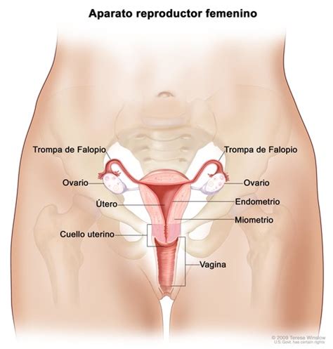 Anatomia Do Sistema Reprodutor Masculino Flashcards Quizlet My XXX Hot Girl