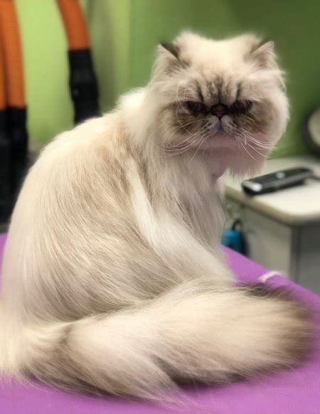 R 252 sec10 north karachi near up disco mor karachi, pakistan 76200. Grooming Services | Dog and Cat Grooming Jacksonville FL