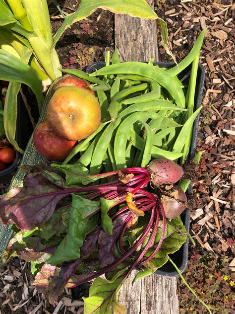 Quilters Junior School on Twitter: "This week, our school dinners will