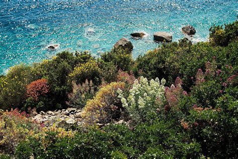 Il ceanothus thyrsiflorus repens è un arbusto sempreverde della famiglia delle rhamnaceae arbusto cespuglioso della famiglia delle anacardiacee, il lentisco è un componente della cosiddetta macchia mediterranea ed è frequente. Macchia mediterranea, Campiglia (sp), maggio 2015 | JuzaPhoto