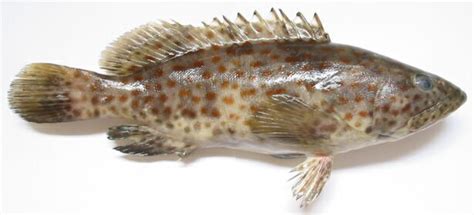 Manfaat dan Kandungan Gizi Dari Ikan Kerapu