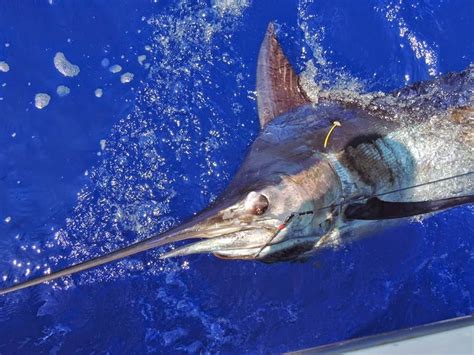 Maybe you would like to learn more about one of these? Maui Fishing Charters - Today's Fresh Catch: Rascal ...