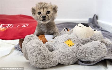 Adorable Seven Week Old Cheetah Cub Has To Be Hand Reared