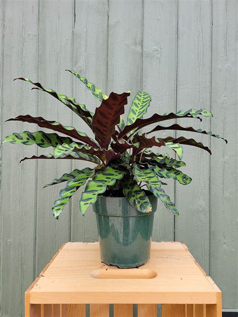Calathea Rattlesnake - The Curious Plantaholic