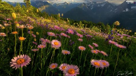 Mountains Flowers Meadow Pink Beautiful Views Wallpapers 1920x1080