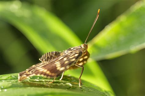 Jedenfalls tun die flatternden schmetterlinge, die tropische temperatur und die schwüle feuchtigkeit erfolgreich ihr bestes und vertreiben den winter aus den gedanken und bringen ein stück sommer in die seele! Tropische Schmetterlinge im Botanischen Garten München ...