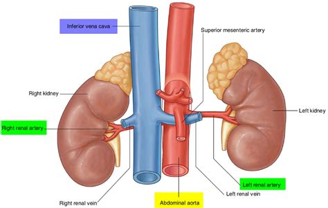 Blood enters the renal vascular system through the renal artery. Renal Artery Function - Renal artery stenosis and Renal ...